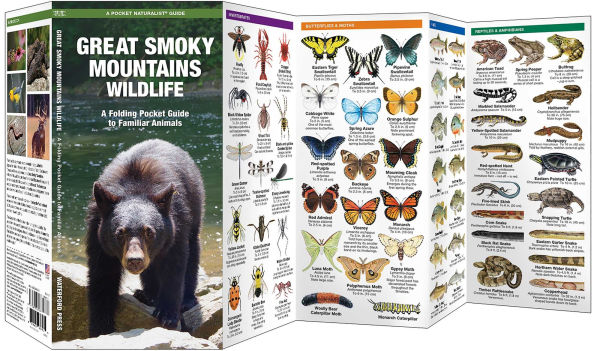 Great Smoky Mountains Wildlife