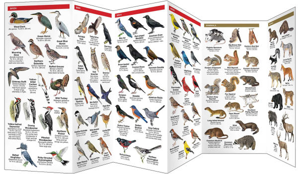 Great Smoky Mountains Wildlife