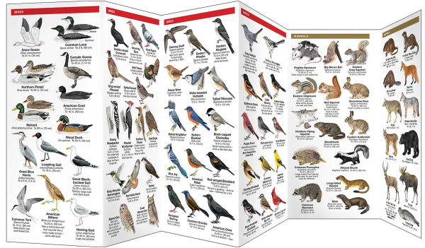 New Hampshire Wildlife