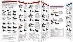 Alternative view 2 of Cornell Lab of Ornithology Waterfowl ID Series: 2 Dabbling & Diving Ducks