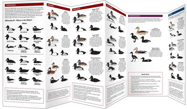 Cornell Lab of Ornithology Waterfowl ID Series: 2 Dabbling & Diving Ducks