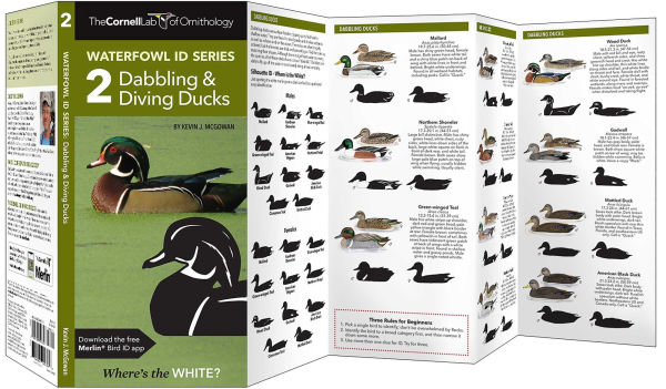 Cornell Lab of Ornithology Waterfowl ID Series: 2 Dabbling & Diving Ducks