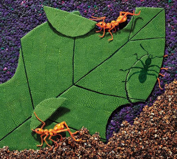 Over in the Jungle A Rainforest Rhyme by Marianne Berkes, Canyon, Paperback Barnes