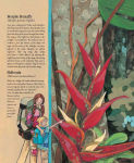 Alternative view 9 of The Forever Forest: Kids Save a Tropical Treasure