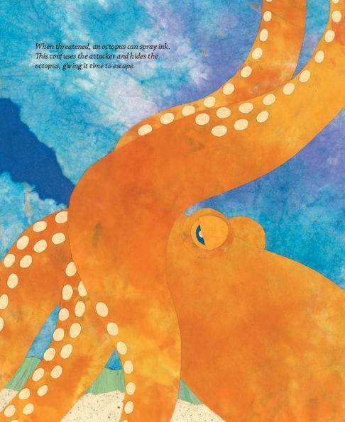 Octopus Escapes Again!
