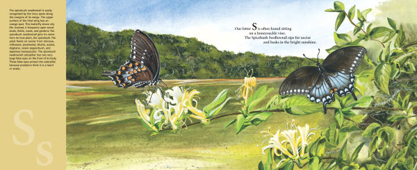 M Is For Magnolia: A Mississippi Alphabet Book