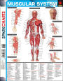 Muscular System (SparkCharts)