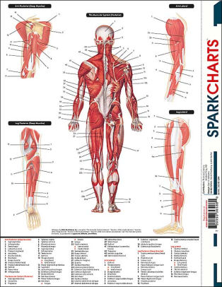 Muscular System (SparkCharts) by SparkNotes Editors, Paperback | Barnes ...