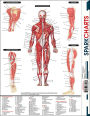 Alternative view 2 of Muscular System (SparkCharts)