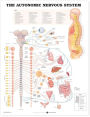 The Autonomic Nervous System Anatomical Chart