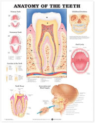 Title: Anatomy of the Teeth Anatomical Chart, Author: LWW