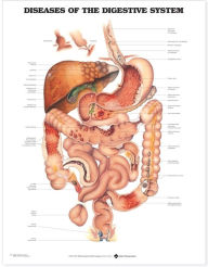 Title: Diseases of the Digestive System Anatomical Chart, Author: Anatomical Chart Company