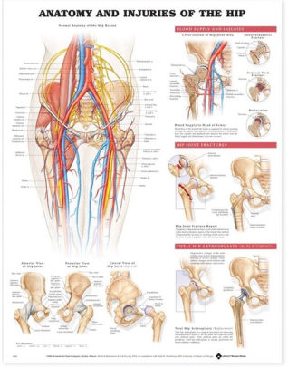Anatomy And Injuries Of The Hip Anatomical Chart By Lww Anatomy And Injuries Of The Hip Anatomical Chart