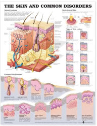 Title: The Skin and Common Disorders Anatomical Chart / Edition 2, Author: LWW