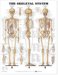 Title: The Skeletal System Anatomical Chart, Author: Anatomical Chart Company