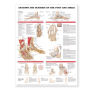 Anatomy and Injuries of the Foot and Ankle
