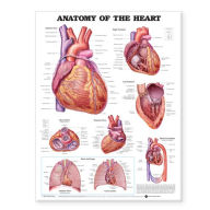 Title: Anatomy of the Heart Anatomical Chart / Edition 2, Author: LWW