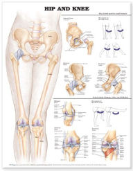 Title: Hip and Knee Anatomical Chart / Edition 2, Author: Anatomical Chart Company