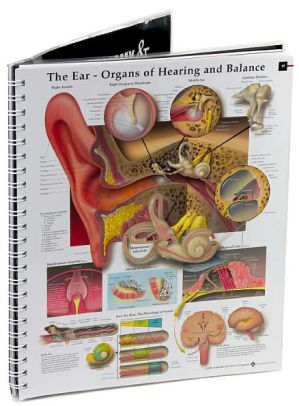 Anatomy and Pathology: The World's Best Anatomical Charts / Edition 4|Other  Format