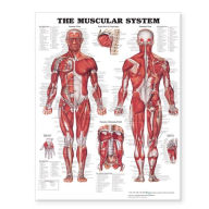 Title: The Muscular System Giant Chart, Author: Anatomical Chart Company
