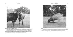 Alternative view 2 of Voices of the Herd: Portraits of Rescued Cows and Their Sanctuary Stories