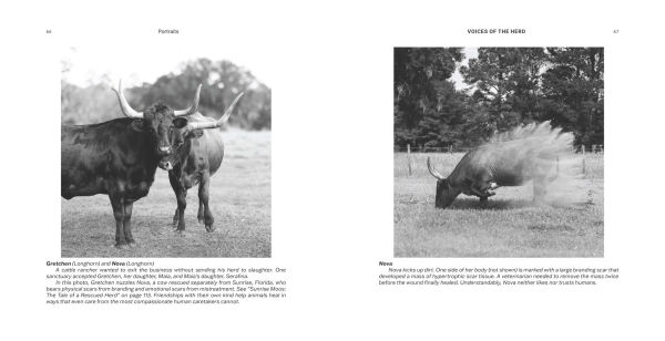Voices of the Herd: Portraits of Rescued Cows and Their Sanctuary Stories