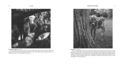 Alternative view 3 of Voices of the Herd: Portraits of Rescued Cows and Their Sanctuary Stories