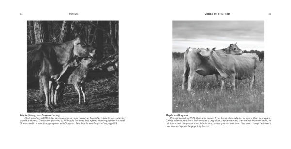 Voices of the Herd: Portraits of Rescued Cows and Their Sanctuary Stories