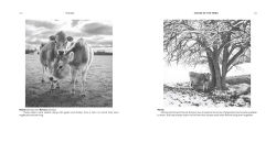 Alternative view 5 of Voices of the Herd: Portraits of Rescued Cows and Their Sanctuary Stories