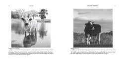Alternative view 6 of Voices of the Herd: Portraits of Rescued Cows and Their Sanctuary Stories