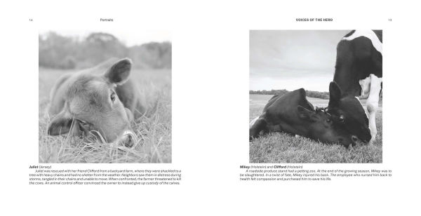 Voices of the Herd: Portraits of Rescued Cows and Their Sanctuary Stories