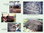 Alternative view 7 of The Petroglyphs of Mu: Pohnpei, Nan Madol, and the Legacy of Lemuria