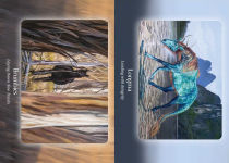 Alternative view 4 of The Council of Horses Oracle: A 40-Card Deck and Guidebook