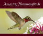 Amazing Hummingbirds: Unique Images and Characteristics