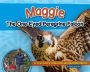 Maggie the One-Eyed Peregrine Falcon: A True Story of Rescue and Rehabilitation