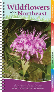 Title: Wildflowers of the Northeast: Your Way to Easily Identify Wildflowers, Author: George Oxford Miller