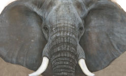 Alternative view 5 of The Elephant