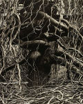 Alternative view 2 of Paul Strand: The Garden at Orgeval