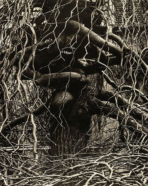 Paul Strand: The Garden at Orgeval