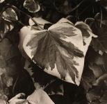 Alternative view 3 of Paul Strand: The Garden at Orgeval