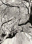 Alternative view 4 of Paul Strand: The Garden at Orgeval