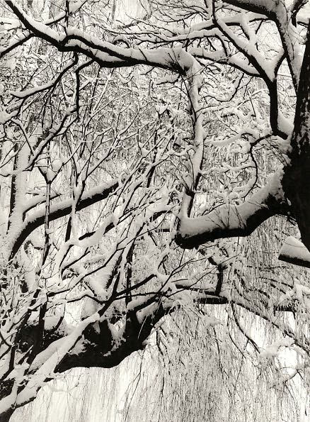 Paul Strand: The Garden at Orgeval