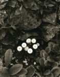 Alternative view 5 of Paul Strand: The Garden at Orgeval