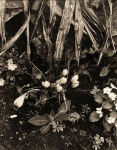 Alternative view 6 of Paul Strand: The Garden at Orgeval