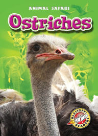 Title: Ostriches, Author: Kari Schuetz