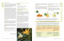 Alternative view 6 of The Complete Guide to Saving Seeds: 322 Vegetables, Herbs, Fruits, Flowers, Trees, and Shrubs