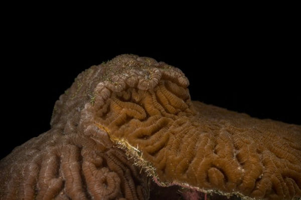 The Secret Life of Corals: Sex, War and Rocks that Don't Roll