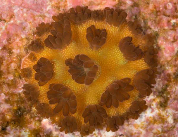 The Secret Life of Corals: Sex, War and Rocks that Don't Roll
