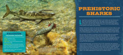 Alternative view 4 of Discovering Sharks: The Ultimate Guide to the Fiercest Predators in the Ocean Deep