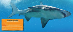 Alternative view 6 of Discovering Sharks: The Ultimate Guide to the Fiercest Predators in the Ocean Deep